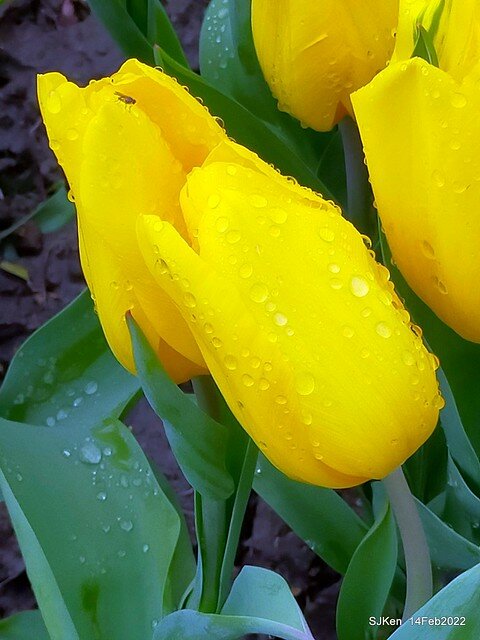「新店碧潭風景區鬱金香花海」(Tulid blossoms at Pi lake), Hsinpei city, North Taiwan, SJKen, Feb 14, 2022.