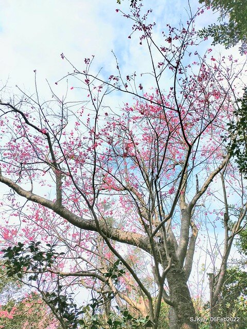 花卉試驗中心櫻花篇(2022 Cherry blossoms ), Taipei, Taiwan, SJKen,Feb 6, 2022.