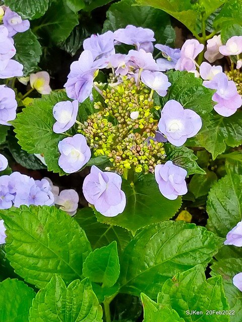 「大安森林公園2022台北杜鵑花季」(Hydrangea & Rhododendron flower exhibition at Da-An forest park), Taipei, Taiwan, SJKen, Feb 20, 2022.