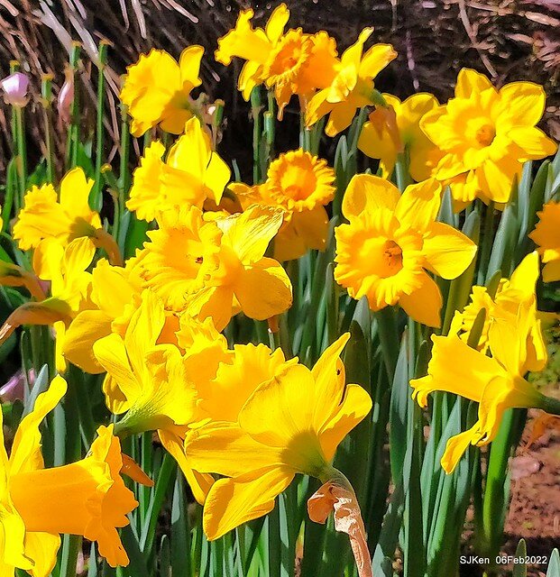 花卉試驗中心鬱金香展(2022 Tulid blossoms exhibition), Taipei, Taiwan, SJKen,Feb 6,  2022.