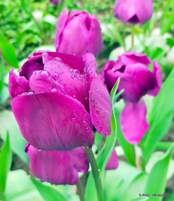 「新店碧潭風景區鬱金香花海」(Tulid blossoms at Pi lake), Hsinpei city, North Taiwan, SJKen, Feb 14, 2022.