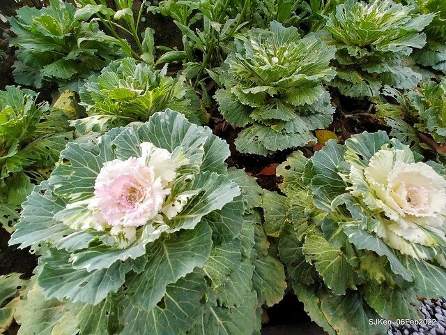 「陽明山花卉試驗中心風信子與香花篇」(Hyacinthus orientalis & other blossoms), Taipei, Taiwan, SJKen, Feb 6, 2022.