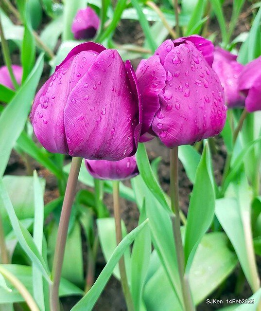 「新店碧潭風景區鬱金香花海」(Tulid blossoms at Pi lake), Hsinpei city, North Taiwan, SJKen, Feb 14, 2022.