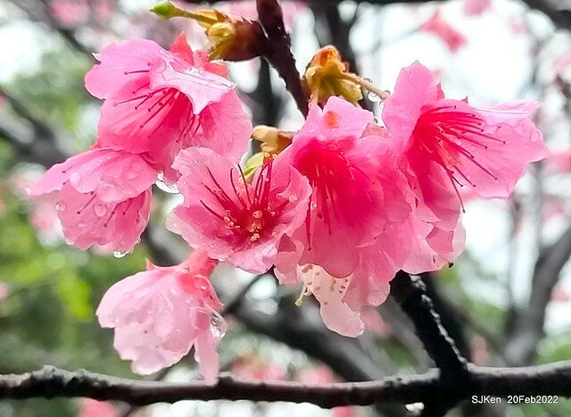 「中正紀念堂」寒流雨中賞櫻與杜鵑花(Cherry Blossom & Rhododendron at C.K.S. Memorial Hall), Taipei, Taiwan, SJKen, Feb 20, 2022.