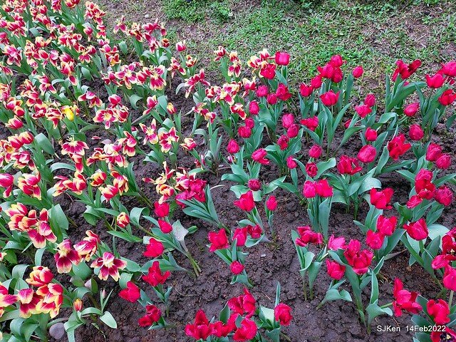 「新店碧潭風景區鬱金香花海」(Tulid blossoms at Pi lake), Hsinpei city, North Taiwan, SJKen, Feb 14, 2022.