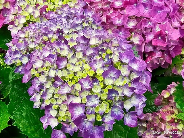 「大安森林公園2022台北杜鵑花季」(Hydrangea & Rhododendron flower exhibition at Da-An forest park), Taipei, Taiwan, SJKen, Feb 20, 2022.
