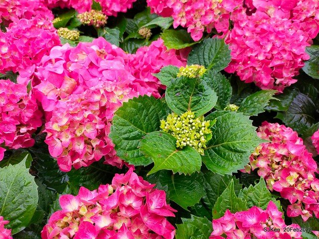 「大安森林公園2022台北杜鵑花季」(Hydrangea & Rhododendron flower exhibition at Da-An forest park), Taipei, Taiwan, SJKen, Feb 20, 2022.
