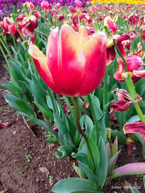 花卉試驗中心鬱金香展(2022 Tulid blossoms exhibition), Taipei, Taiwan, SJKen,Feb 6,  2022.