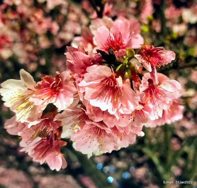 「2022台北東湖樂活夜櫻季」(2022 Taipei Lohas Cherry Blossoms Festival), Taipei, Taiwan, SJKen, Jan 31, 2022.
