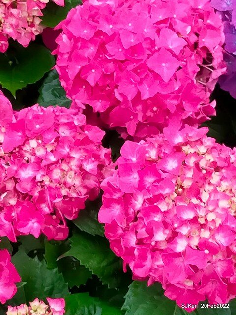 「大安森林公園2022台北杜鵑花季」(Hydrangea & Rhododendron flower exhibition at Da-An forest park), Taipei, Taiwan, SJKen, Feb 20, 2022.