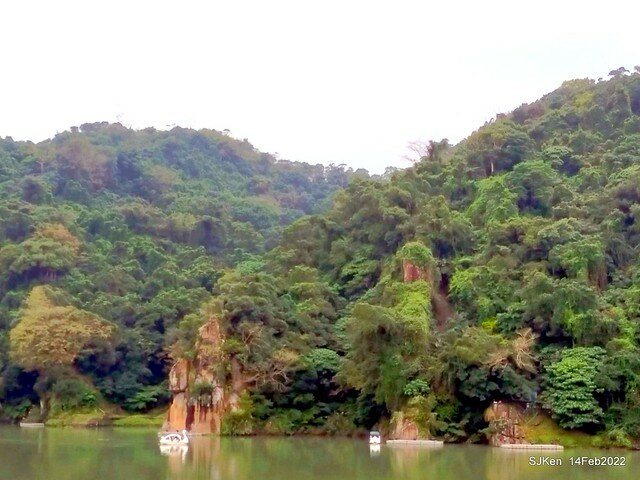 「新店碧潭風景區鬱金香花海」(Tulid blossoms at Pi lake), Hsinpei city, North Taiwan, SJKen, Feb 14, 2022.
