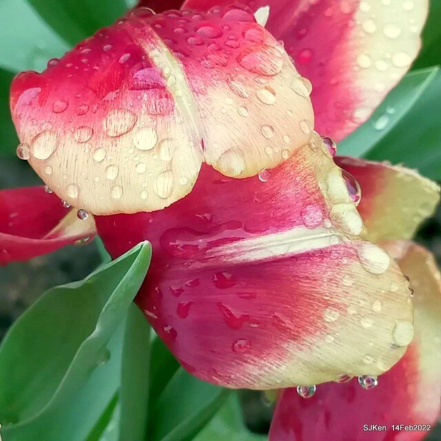 「新店碧潭風景區鬱金香花海」(Tulid blossoms at Pi lake), Hsinpei city, North Taiwan, SJKen, Feb 14, 2022.