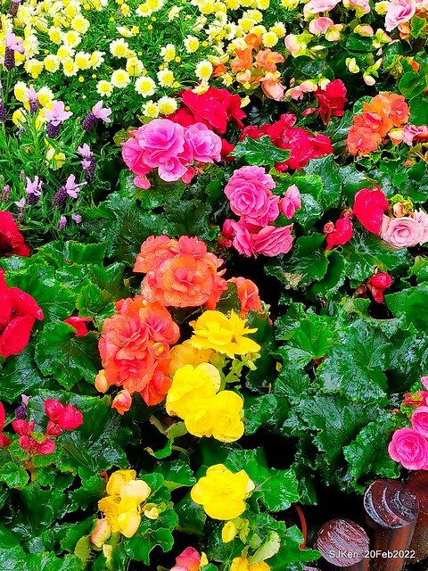 「大安森林公園2022台北杜鵑花季」(Hydrangea & Rhododendron flower exhibition at Da-An forest park), Taipei, Taiwan, SJKen, Feb 20, 2022.