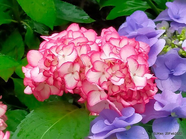「大安森林公園2022台北杜鵑花季」(Hydrangea & Rhododendron flower exhibition at Da-An forest park), Taipei, Taiwan, SJKen, Feb 20, 2022.
