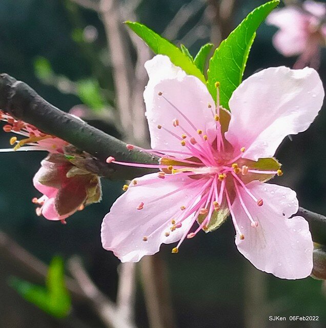 花卉試驗中心櫻花篇(2022 Cherry blossoms ), Taipei, Taiwan, SJKen,Feb 6, 2022.