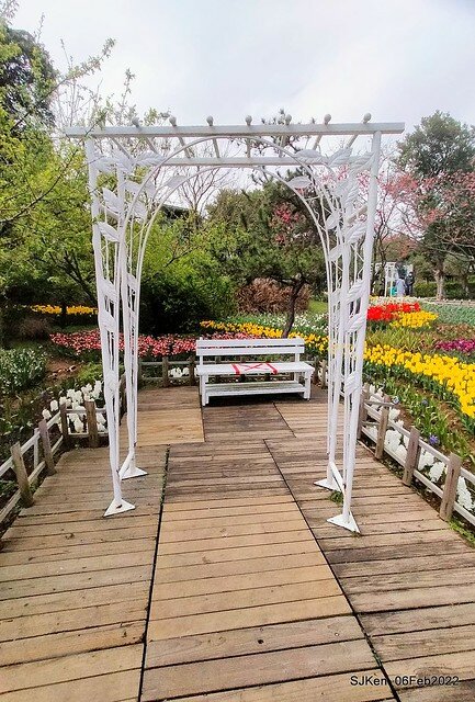 花卉試驗中心鬱金香展(2022 Tulid blossoms exhibition), Taipei, Taiwan, SJKen,Feb 6,  2022.