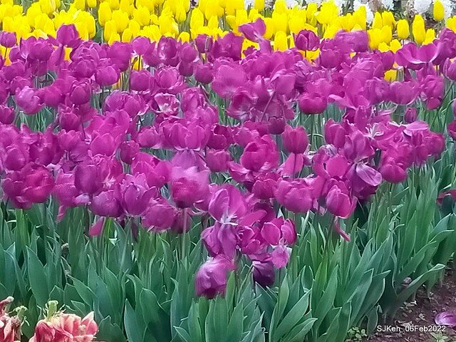 花卉試驗中心鬱金香展(2022 Tulid blossoms exhibition), Taipei, Taiwan, SJKen,Feb 6,  2022.