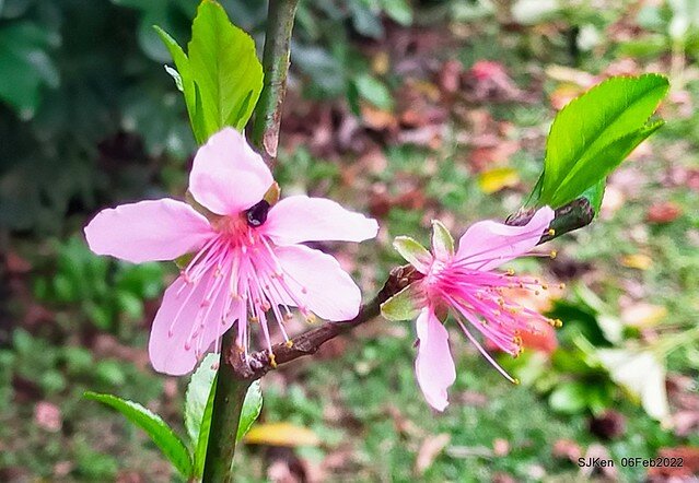花卉試驗中心櫻花篇(2022 Cherry blossoms ), Taipei, Taiwan, SJKen,Feb 6, 2022.