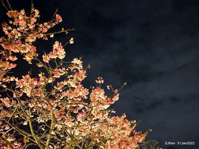 「2022台北東湖樂活夜櫻季」(2022 Taipei Lohas Cherry Blossoms Festival), Taipei, Taiwan, SJKen, Jan 31, 2022.