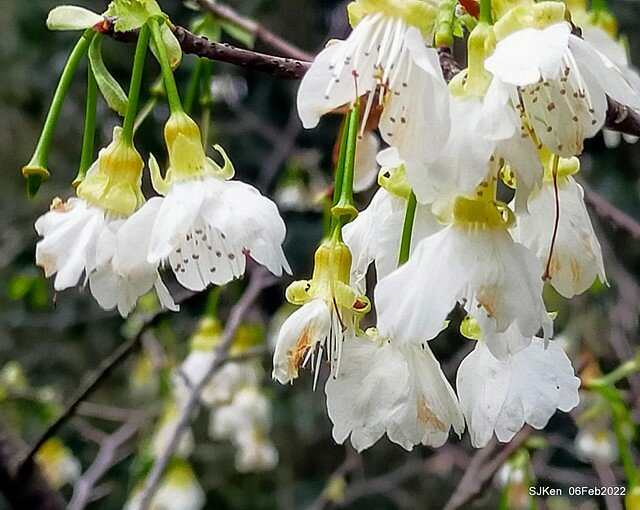 花卉試驗中心櫻花篇(2022 Cherry blossoms ), Taipei, Taiwan, SJKen,Feb 6, 2022.