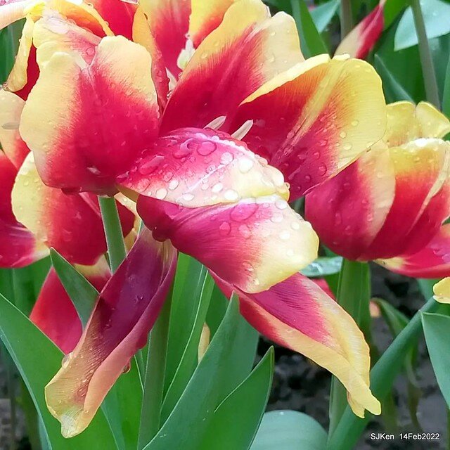 「新店碧潭風景區鬱金香花海」(Tulid blossoms at Pi lake), Hsinpei city, North Taiwan, SJKen, Feb 14, 2022.