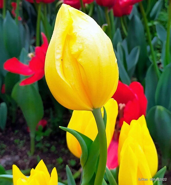 花卉試驗中心鬱金香展(2022 Tulid blossoms exhibition), Taipei, Taiwan, SJKen,Feb 6,  2022.