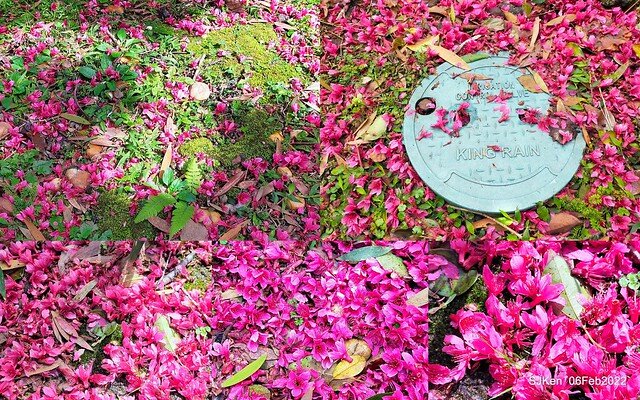 花卉試驗中心櫻花篇(2022 Cherry blossoms ), Taipei, Taiwan, SJKen,Feb 6, 2022.