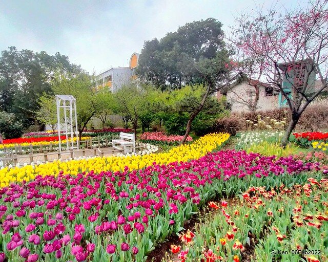 花卉試驗中心鬱金香展(2022 Tulid blossoms exhibition), Taipei, Taiwan, SJKen,Feb 6,  2022.