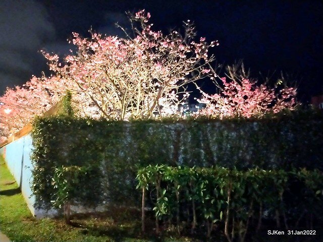 「2022台北東湖樂活夜櫻季」(2022 Taipei Lohas Cherry Blossoms Festival), Taipei, Taiwan, SJKen, Jan 31, 2022.