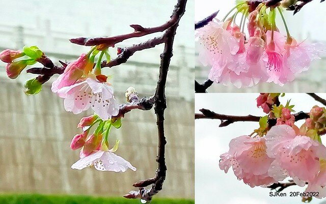 「中正紀念堂」寒流雨中賞櫻與杜鵑花(Cherry Blossom & Rhododendron at C.K.S. Memorial Hall), Taipei, Taiwan, SJKen, Feb 20, 2022.