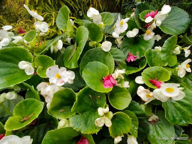 「陽明山花卉試驗中心風信子與香花篇」(Hyacinthus orientalis & other blossoms), Taipei, Taiwan, SJKen, Feb 6, 2022.