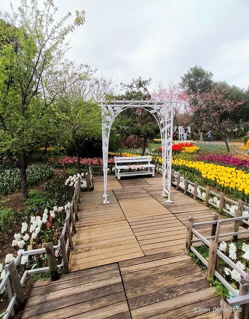 花卉試驗中心鬱金香展(2022 Tulid blossoms exhibition), Taipei, Taiwan, SJKen,Feb 6,  2022.