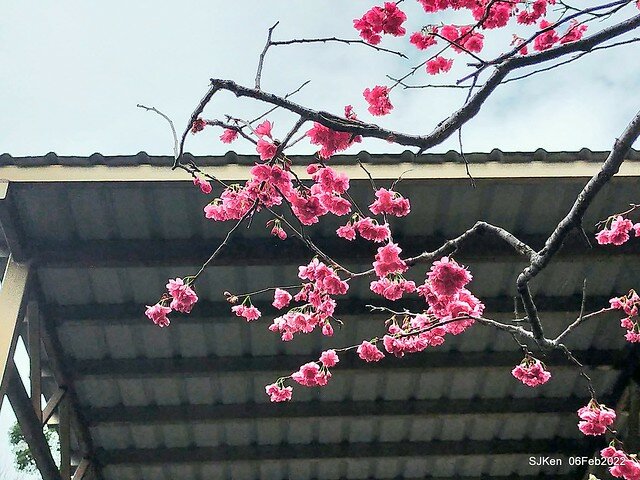 花卉試驗中心櫻花篇(2022 Cherry blossoms ), Taipei, Taiwan, SJKen,Feb 6, 2022.