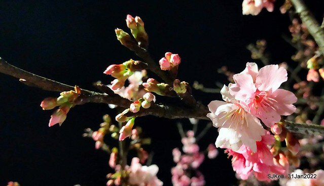 「2022台北東湖樂活夜櫻季」(2022 Taipei Lohas Cherry Blossoms Festival), Taipei, Taiwan, SJKen, Jan 31, 2022.