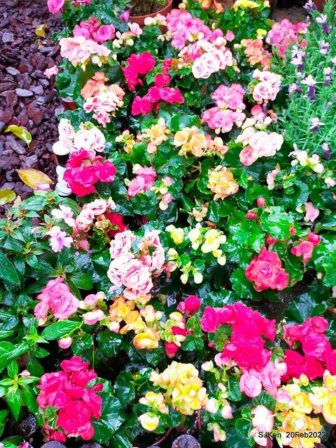 「大安森林公園2022台北杜鵑花季」(Hydrangea & Rhododendron flower exhibition at Da-An forest park), Taipei, Taiwan, SJKen, Feb 20, 2022.