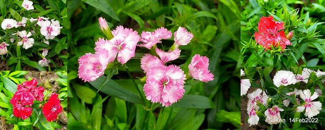 「新店碧潭風景區鬱金香花海」(Tulid blossoms at Pi lake), Hsinpei city, North Taiwan, SJKen, Feb 14, 2022.