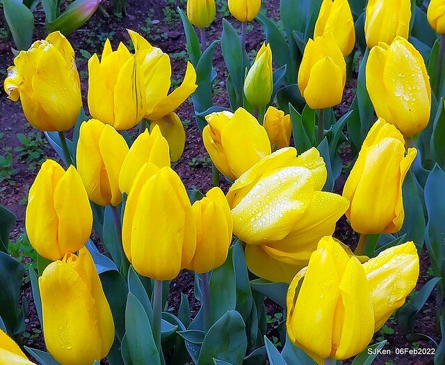 花卉試驗中心鬱金香展(2022 Tulid blossoms exhibition), Taipei, Taiwan, SJKen,Feb 6,  2022.