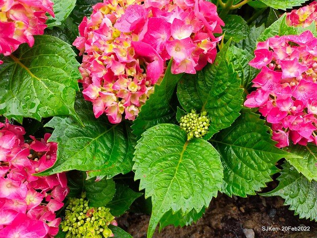 「大安森林公園2022台北杜鵑花季」(Hydrangea & Rhododendron flower exhibition at Da-An forest park), Taipei, Taiwan, SJKen, Feb 20, 2022.