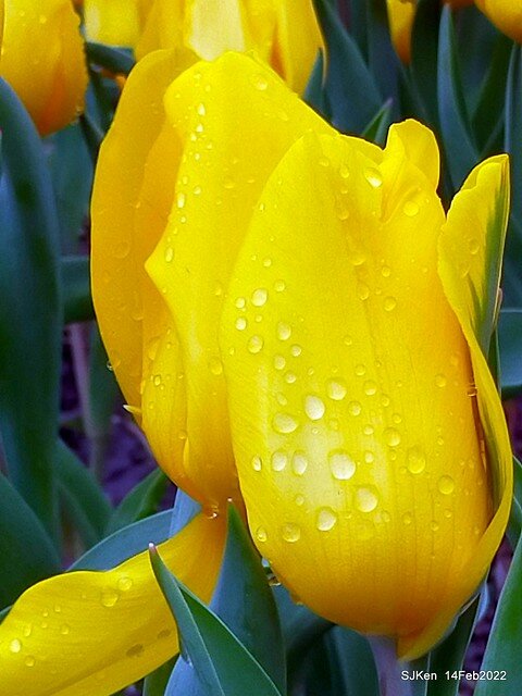 「新店碧潭風景區鬱金香花海」(Tulid blossoms at Pi lake), Hsinpei city, North Taiwan, SJKen, Feb 14, 2022.