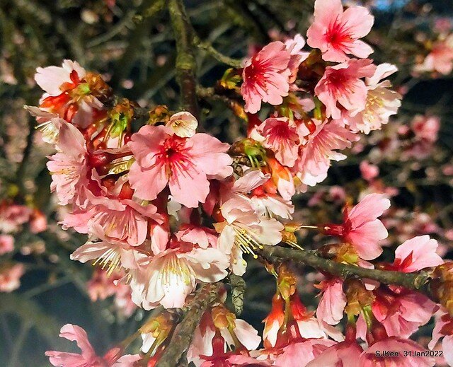 「2022台北東湖樂活夜櫻季」(2022 Taipei Lohas Cherry Blossoms Festival), Taipei, Taiwan, SJKen, Jan 31, 2022.