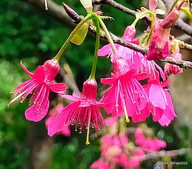 花卉試驗中心櫻花篇(2022 Cherry blossoms ), Taipei, Taiwan, SJKen,Feb 6, 2022.
