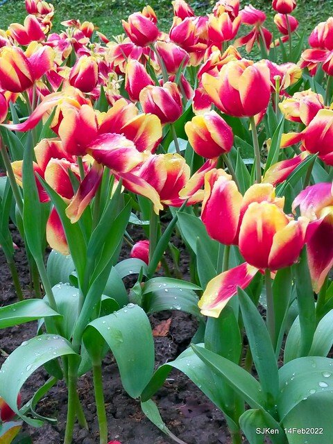 「新店碧潭風景區鬱金香花海」(Tulid blossoms at Pi lake), Hsinpei city, North Taiwan, SJKen, Feb 14, 2022.