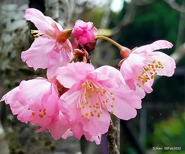 花卉試驗中心櫻花篇(2022 Cherry blossoms ), Taipei, Taiwan, SJKen,Feb 6, 2022.