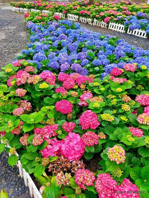 「大安森林公園2022台北杜鵑花季」(Hydrangea & Rhododendron flower exhibition at Da-An forest park), Taipei, Taiwan, SJKen, Feb 20, 2022.