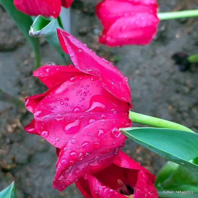 「新店碧潭風景區鬱金香花海」(Tulid blossoms at Pi lake), Hsinpei city, North Taiwan, SJKen, Feb 14, 2022.