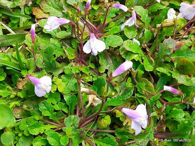 「陽明山花卉試驗中心風信子與香花篇」(Hyacinthus orientalis & other blossoms), Taipei, Taiwan, SJKen, Feb 6, 2022.