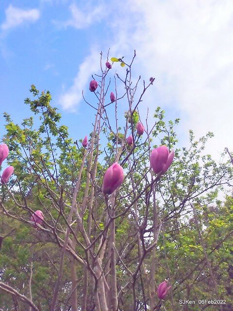 「陽明山花卉試驗中心風信子與香花篇」(Hyacinthus orientalis & other blossoms), Taipei, Taiwan, SJKen, Feb 6, 2022.