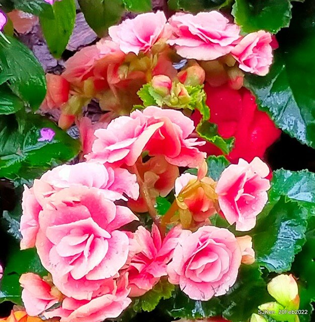 「大安森林公園2022台北杜鵑花季」(Hydrangea & Rhododendron flower exhibition at Da-An forest park), Taipei, Taiwan, SJKen, Feb 20, 2022.