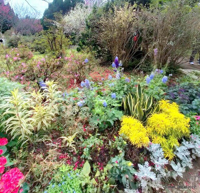 「陽明山花卉試驗中心風信子與香花篇」(Hyacinthus orientalis & other blossoms), Taipei, Taiwan, SJKen, Feb 6, 2022.