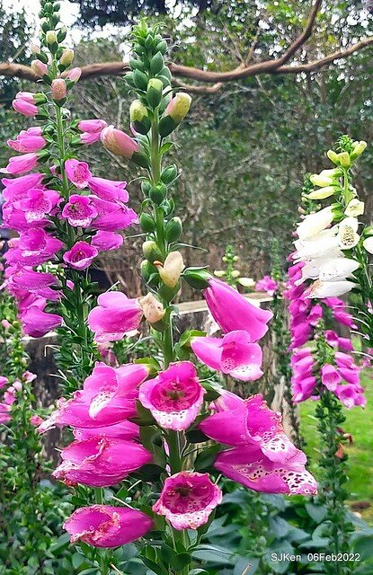 「陽明山花卉試驗中心風信子與香花篇」(Hyacinthus orientalis & other blossoms), Taipei, Taiwan, SJKen, Feb 6, 2022.
